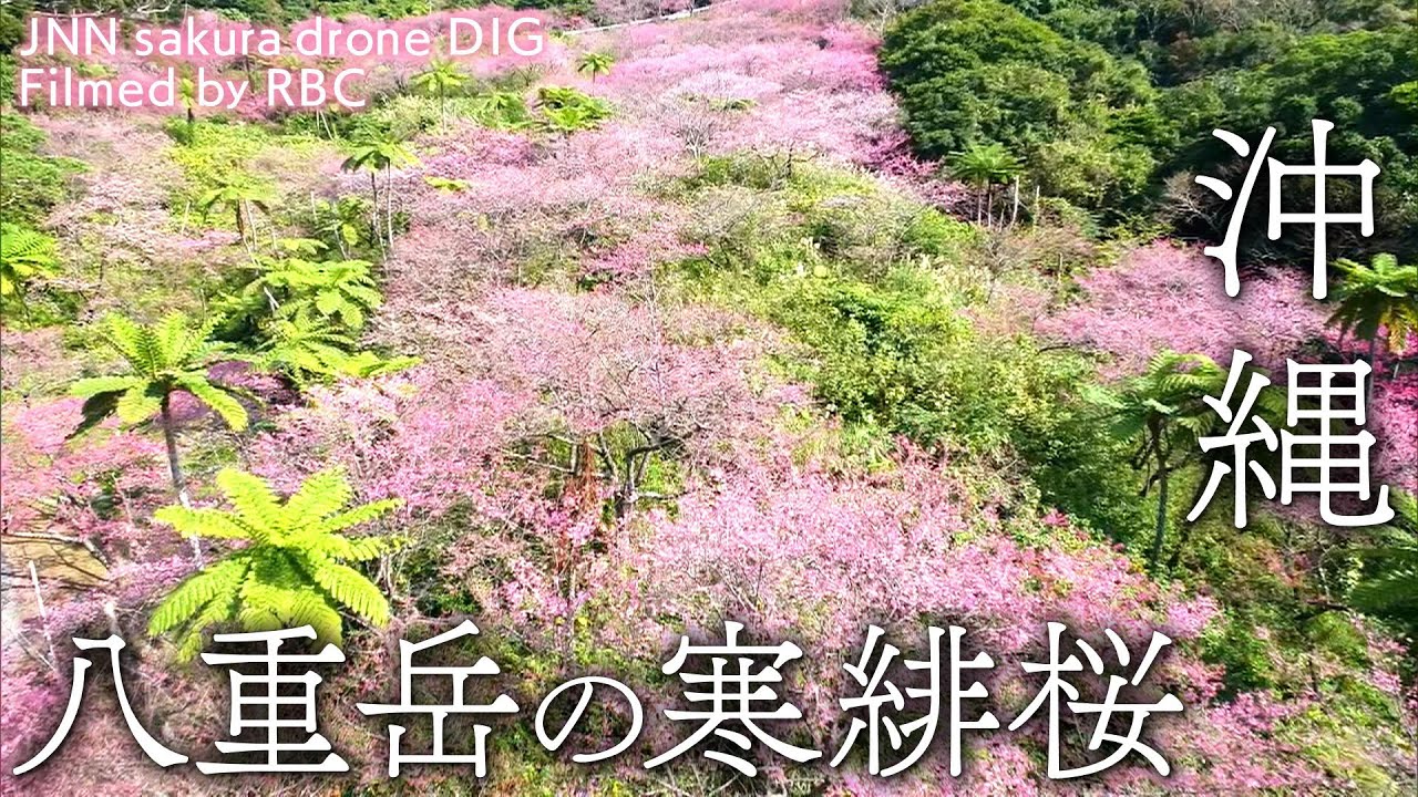 琉球の寒緋桜 沖縄県本部町 【JNN sakuraドローンDIG】