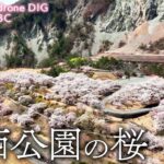 大西公園の桜　長野県大鹿村　【JNN sakuraドローンDIG】