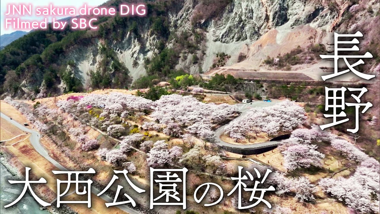 大西公園の桜 長野県大鹿村 【JNN sakuraドローンDIG】