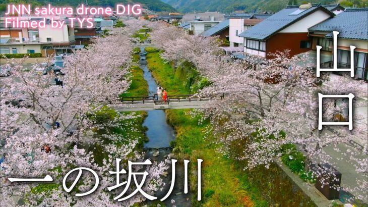 一の坂川の桜　山口県山口市【JNN sakuraドローンDIG】