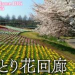 とっとり花回廊 鳥取県南部町 【JNN sakuraドローンDIG】