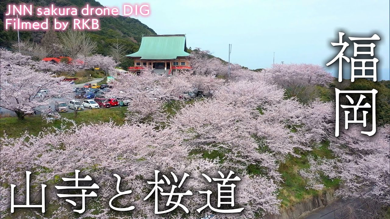 山寺と桜道 福岡県岡垣町【JNN sakuraドローンDIG】