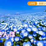 【LIVE 28日13:00～】丘一面を彩るネモフィラ　青の絨毯をお散歩 ＠国営ひたち海浜公園