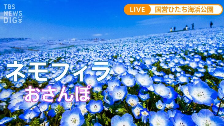 【LIVE 28日13:00～】丘一面を彩るネモフィラ　青の絨毯をお散歩 ＠国営ひたち海浜公園