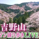 【桜🌸】奈良・吉野山・カメラマン練り歩きLIVE『お花見気分』で満開の桜をより間近に(2022年4月9日)