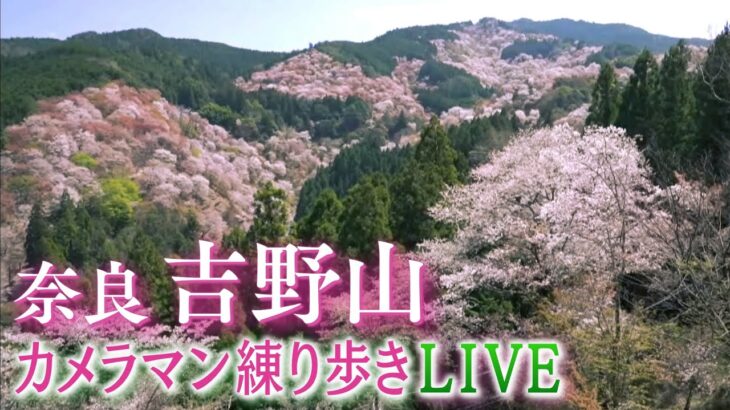 【桜🌸】奈良・吉野山・カメラマン練り歩きLIVE『お花見気分』で満開の桜をより間近に(2022年4月9日)