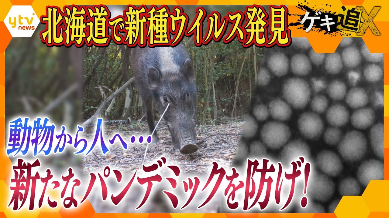 コロナ・SARS…発生頻度高まる動物由来の感染症、背景に何が?新たなパンデミック防止に向けた対策研究最前線