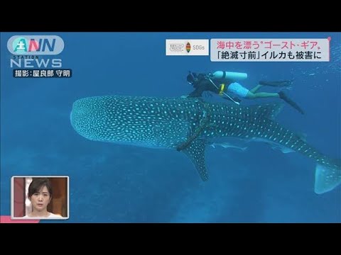 危険“ゴーストギア”　海洋生物に迫る脅威【SDGs】(2022年4月17日)