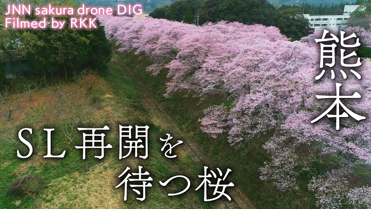 SL再開を待つ桜 熊本県人吉市【JNN sakuraドローンDIG】