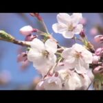 札幌で“サクラ開花” 平年よりも８日早く｜TBS NEWS DIG