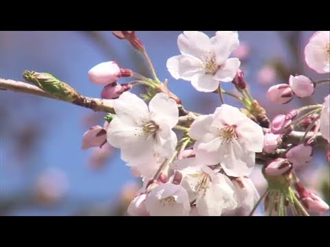  札幌で“サクラ開花” 平年よりも８日早く｜TBS NEWS DIG