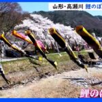 【令和のサクラ】高瀬川 鯉のぼりと桜の競演｜TBS NEWS DIG