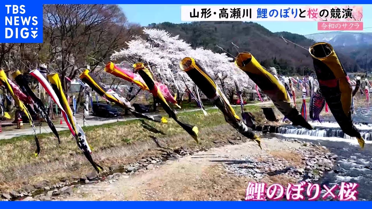 【令和のサクラ】高瀬川 鯉のぼりと桜の競演|TBS NEWS DIG
