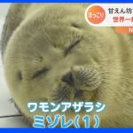 飼育員の掃除を邪魔するアザラシ【Ｎスタ】｜TBS NEWS DIG