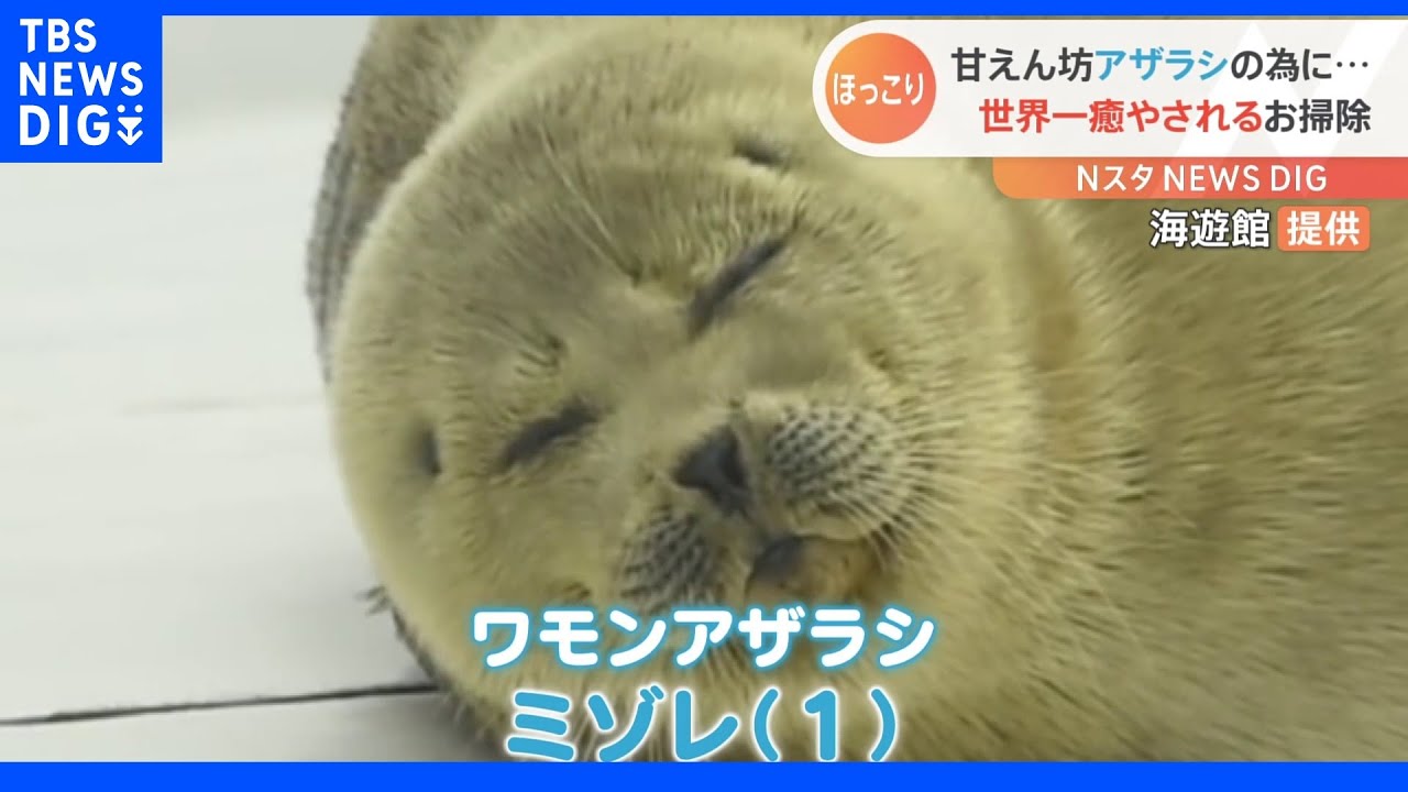 飼育員の掃除を邪魔するアザラシ【Ｎスタ】｜TBS&nbsp;NEWS&nbsp;DIG