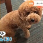 フワフワすぎるトイプードル｜TBS NEWS