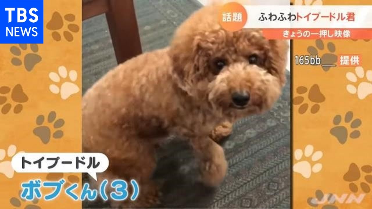 フワフワすぎるトイプードル｜TBS&nbsp;NEWS