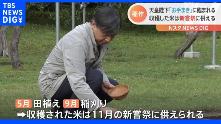 天皇陛下「お手まき」 今年最初の稲作行事｜TBS NEWS DIG