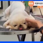 【一押し映像】トリミングで溶けちゃう犬｜TBS NEWS DIG