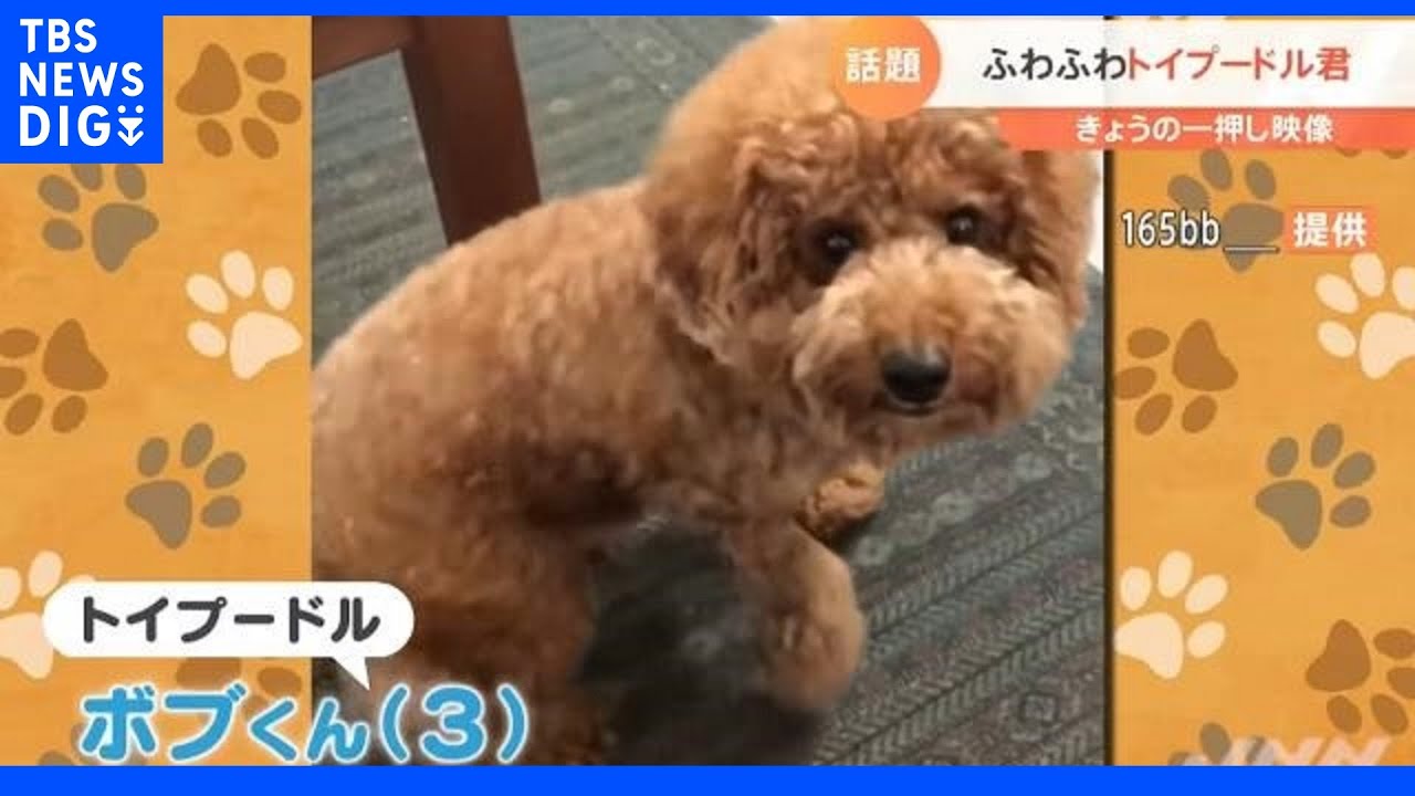 フワフワすぎるトイプードル|TBS NEWS DIG