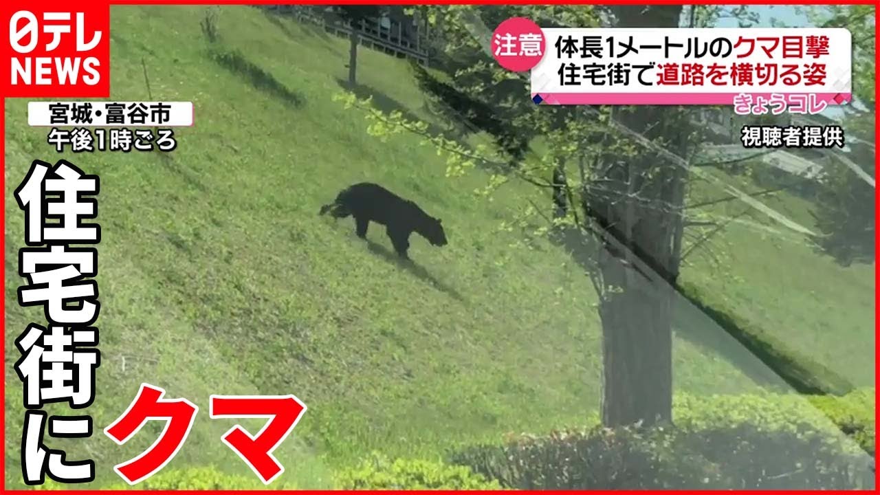 【体長1メートル】道路を横切るクマ目撃 近くには学校も… 宮城・富谷市