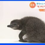 “モフモフ”はあと1か月だけ！すみだ水族館の赤ちゃんペンギン｜TBS NEWS DIG