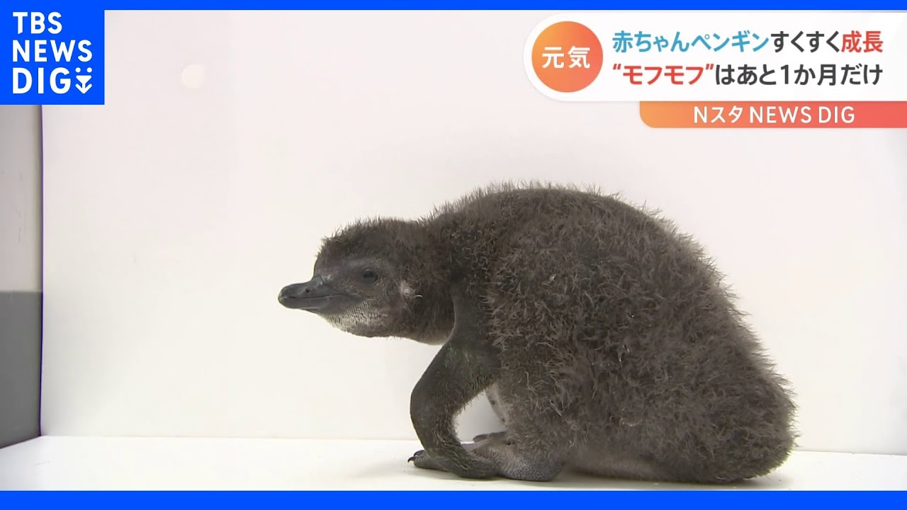 “モフモフ”はあと1か月だけ！すみだ水族館の赤ちゃんペンギン｜TBS&nbsp;NEWS&nbsp;DIG