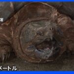 「ワニガメがいる」体長およそ1メートルのワニガメを捕獲　横浜市の公園内にある用水路で｜TBS NEWS DIG