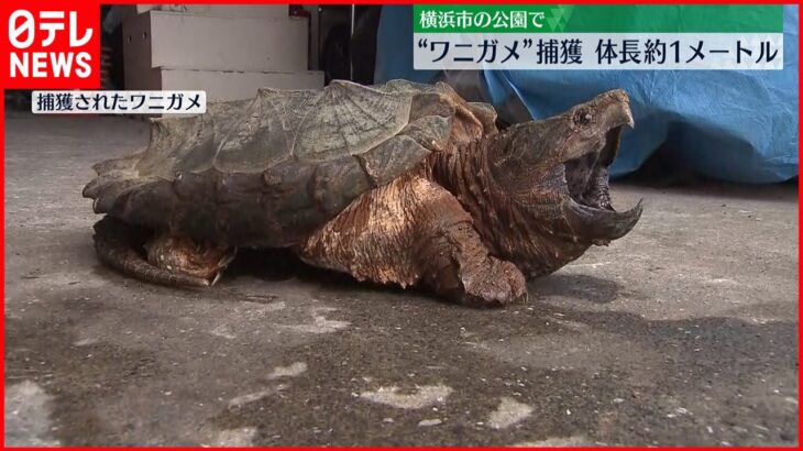 【神奈川・横浜市】公園に体長約1メートルの“ワニガメ”…捕獲