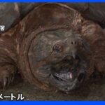 「ワニガメがいる」体長およそ1メートルのワニガメを捕獲　横浜市の公園内にある用水路で｜TBS NEWS DIG