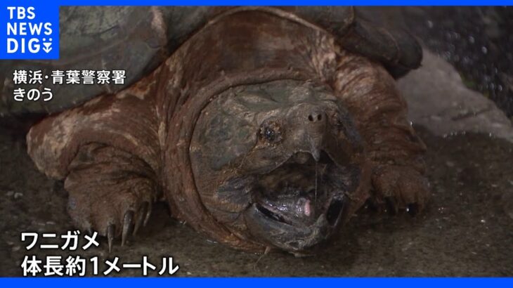 「ワニガメがいる」体長およそ1メートルのワニガメを捕獲　横浜市の公園内にある用水路で｜TBS NEWS DIG