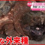 【体長約1メートル】公園で“ワニガメ”捕獲 中学生が発見 横浜市