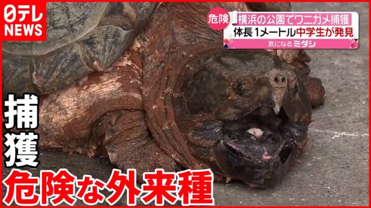 【体長約1メートル】公園で“ワニガメ”捕獲 中学生が発見 横浜市