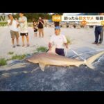 沖縄・海岸に“巨大サメ”・・・釣り人ら「格闘1時間」(2022年5月23日)