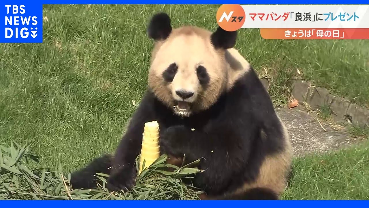 &nbsp;10匹のお母さんパンダ良浜&nbsp;10本の“カーネーション”をむしゃむしゃ｜TBS&nbsp;NEWS&nbsp;DIG