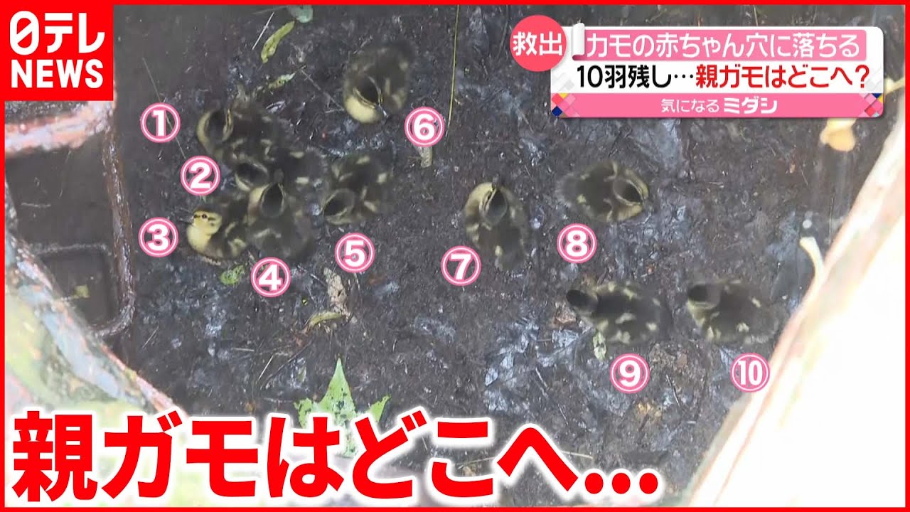【救出】排水溝にカモの赤ちゃん10羽　無事救出もお母さんはどこに？