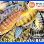 「1000匹以上いる」横浜の水路に大量の熱帯魚　下水の処理水で水温高く繁殖か【Nスタ】｜TBS NEWS DIG