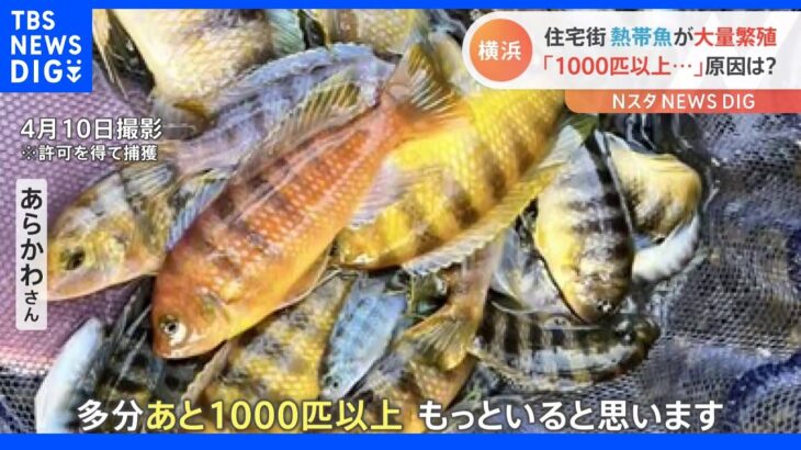 「1000匹以上いる」横浜の水路に大量の熱帯魚　下水の処理水で水温高く繁殖か【Nスタ】｜TBS NEWS DIG