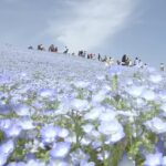 【ハイライト】丘一面を彩るネモフィラ　青の絨毯をお散歩 | TBS NEWS DIG