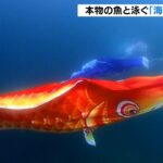 本物の魚と一緒に泳ぐ『海中鯉のぼり』カツオやマグロをデザインしたものも　和歌山県（2022年5月1日）