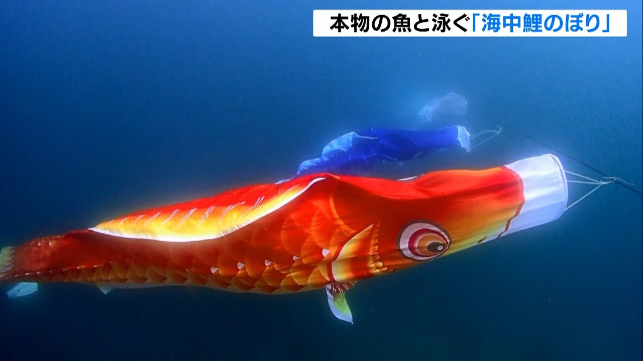 本物の魚と一緒に泳ぐ『海中鯉のぼり』カツオやマグロをデザインしたものも　和歌山県（2022年5月1日）