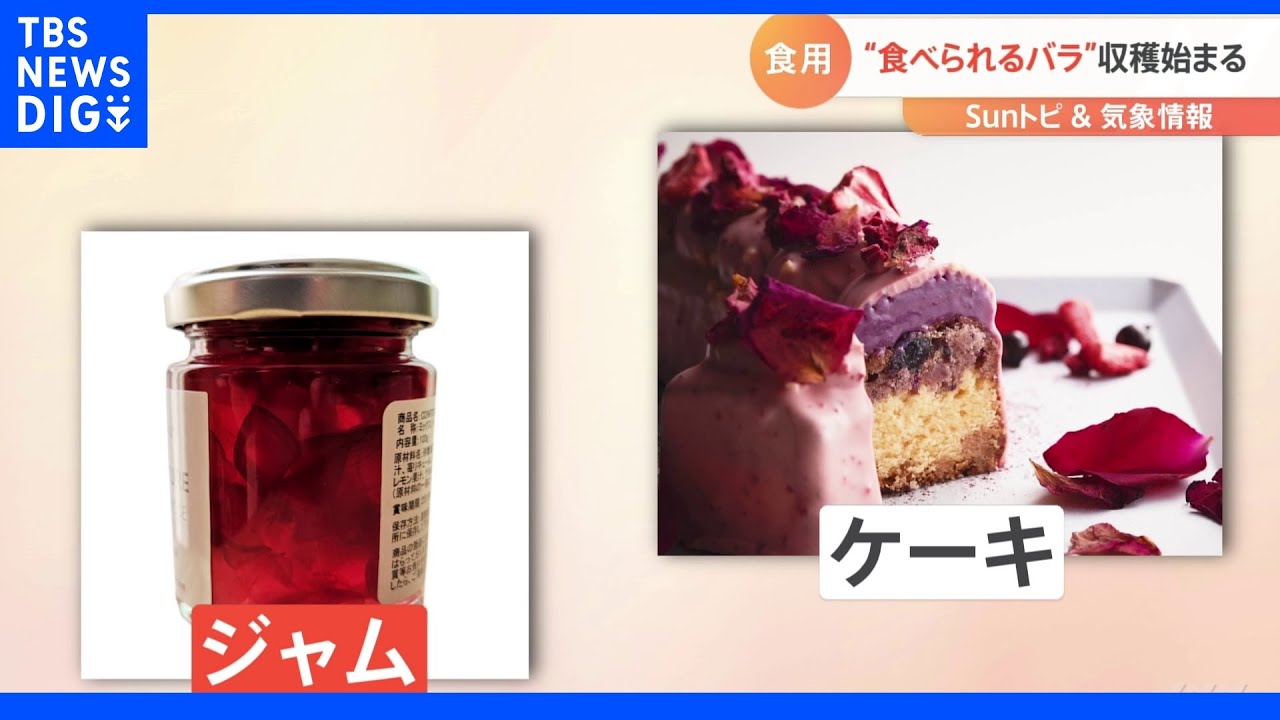 「農薬不使用！”食べられるバラ”収穫始まる&nbsp;埼玉県深谷市」【SUNトピ】｜TBS&nbsp;NEWS&nbsp;DIG