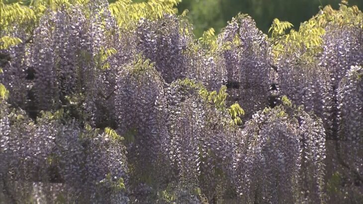 「素晴らしいとしか言いようがない」１２０本の藤の花が見ごろ　３年ぶりの開園　兵庫・朝来市