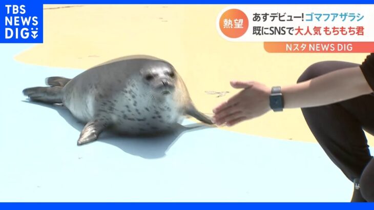 東武動物公園「もちもち君」デビュー間近【Ｎスタ】｜TBS NEWS DIG