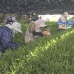 京都・舞鶴市　特産の「舞鶴茶」の初摘み　３年ぶりに手摘み　例年と比べても上々の出来