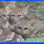 【特集】ＧＷの今がチャンス！ベビーラッシュ　動物園の人気者をご紹介【Nスタ】｜TBS NEWS DIG