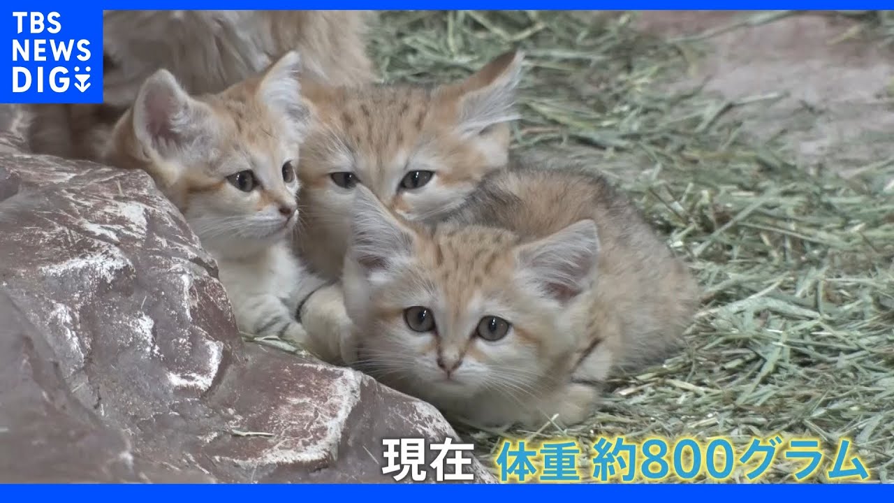 【特集】GWの今がチャンス!ベビーラッシュ 動物園の人気者をご紹介【Nスタ】|TBS NEWS DIG