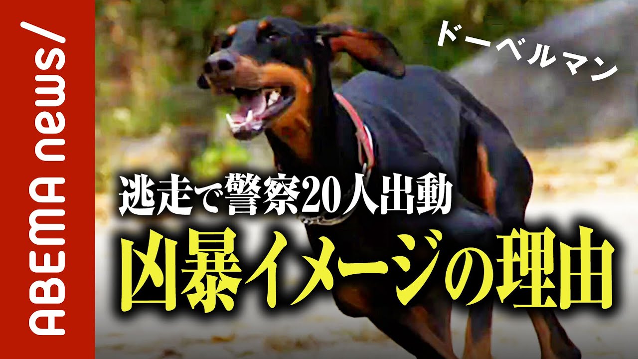 【偏見】「凶暴なイメージを払拭したい」「言うことを聞かせるしつけばかり」殺処分寸前のドーベルマン更生物語｜#ABEMA的ニュースショー《アベマで放送中》