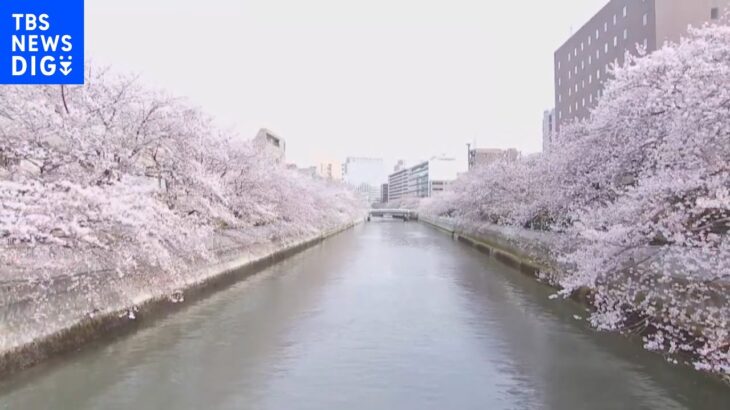 【ハイライト】～散りゆく桜～下町のお花見クルーズ＆ゆったり散歩＠大横川