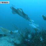 アオリイカの産卵シーズン　和歌山・串本町でダイバーたちが海底３か所に産卵床を設置